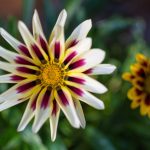 White and purple gazania