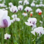 White poppy field