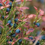 Blueberry Bush Close-up Blueberry bush