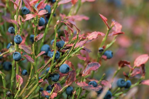 Blueberry Bush Nahaufnahme