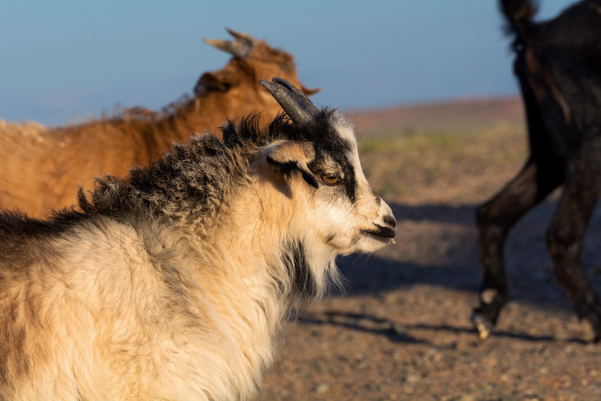 Cashmere Goats In Mongolia | Copyright-free Photo (by M. Vorel) | LibreShot