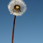 Fluffy Dandelion on Blue Background Dandelion on blue background