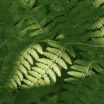 Fern background