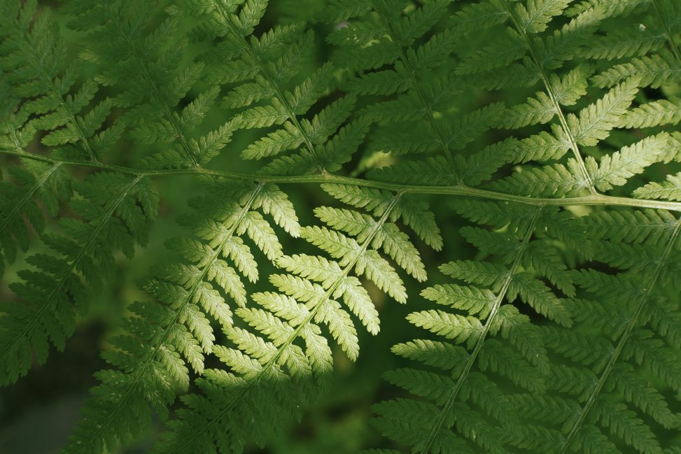 Fern Background | Copyright-free photo (by M. Vorel) | LibreShot