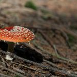 Fly amanita mushroom