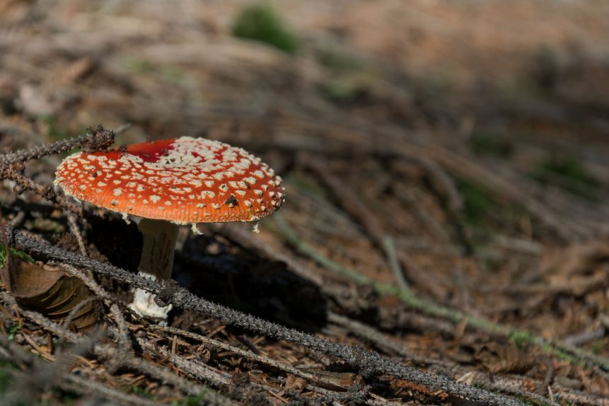 Fly amanita mushroom. Photo close up of inedible and poisonous red fungus with white dots on the hat. 