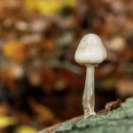 Beautiful small white mushroom in the forest with brown foliage on the background.