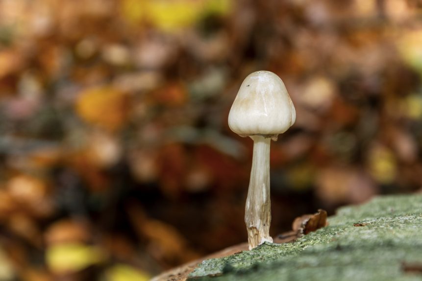 Beautiful small white mushroom in the forest with brown foliage on the background.