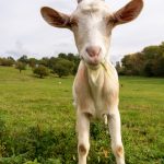 Funny Goat on a Meadow Goat on meadow