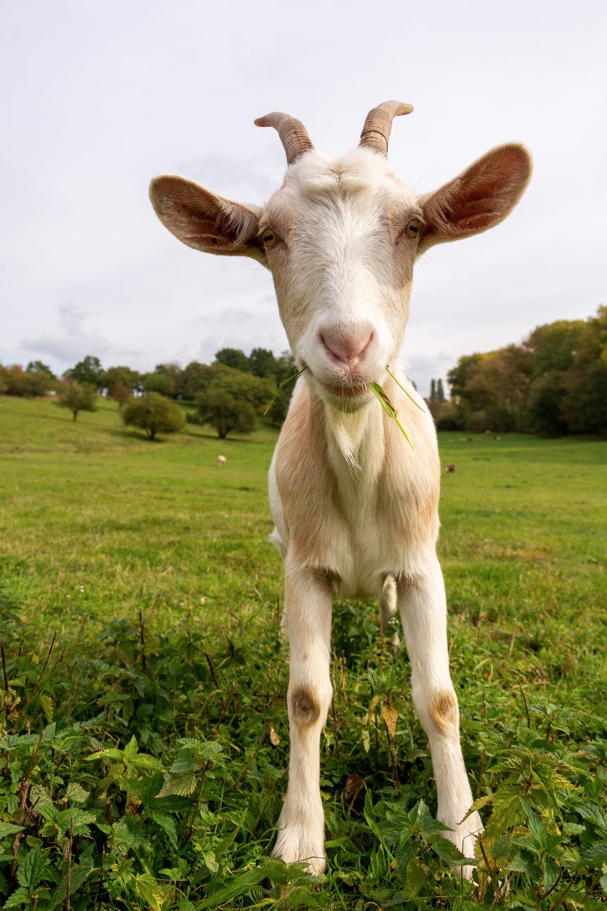 Funny goat on a meadow. 
