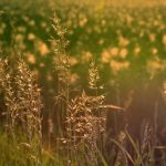 Summer Meadow In The Evening Light