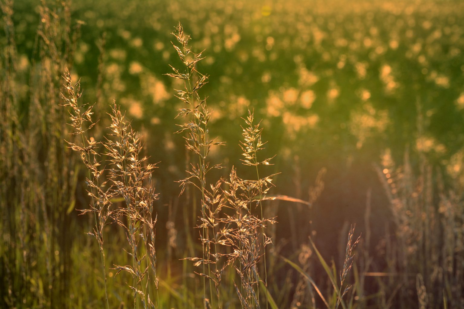 Summer Meadow In The Evening Light Copyright Free Photo By M Vorel