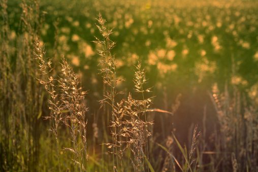 Sommerwiese im Abendlicht