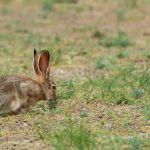 Tolai Hare in Mongolia Tolai hare