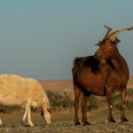 Brown Goat and White Sheep Brown goat and white sheep