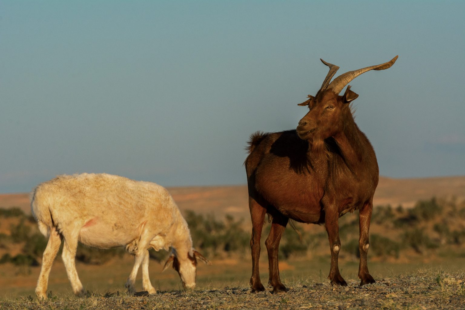 Brown Goat and White Sheep | Copyright-free photo (by M. Vorel) | LibreShot