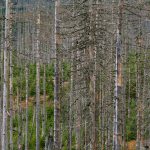 Dead trees due to bark beetle