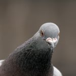 Pigeon portrait
