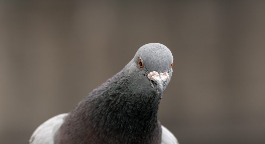 Pigeon portrait with blurred background.