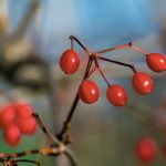 Red Berries Red berries