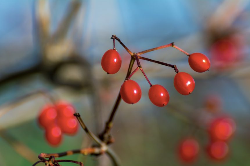 Red berries close-up with blurred background. 