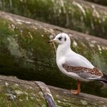 Seagull