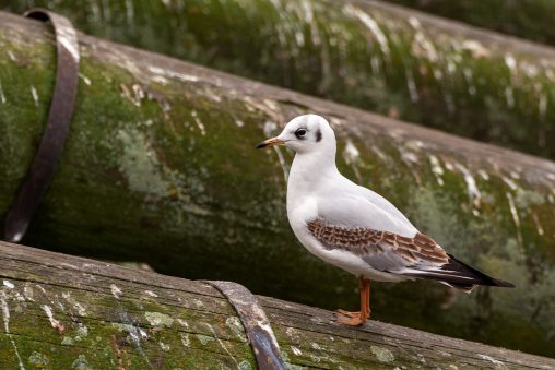 Seagull