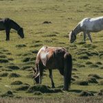 Three Grazing Horses Three grazing horses on the pasture