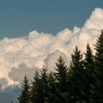 Silhouette of trees and white clouds