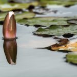 Water lily bud