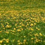 Yellow meadow