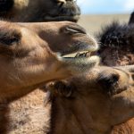 Camel faces close up