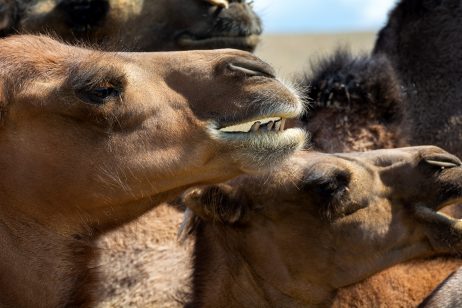 Camel Faces Close-up | Copyright-free photo (by M. Vorel) | LibreShot