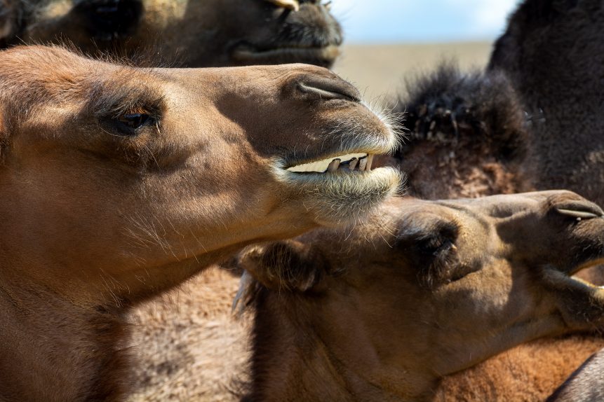 Camel faces close up
