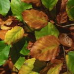 Colorful foliage - free stock photo