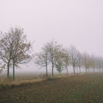 A Row of Trees Disappearing in the Fog A row of trees disappearing in the fog