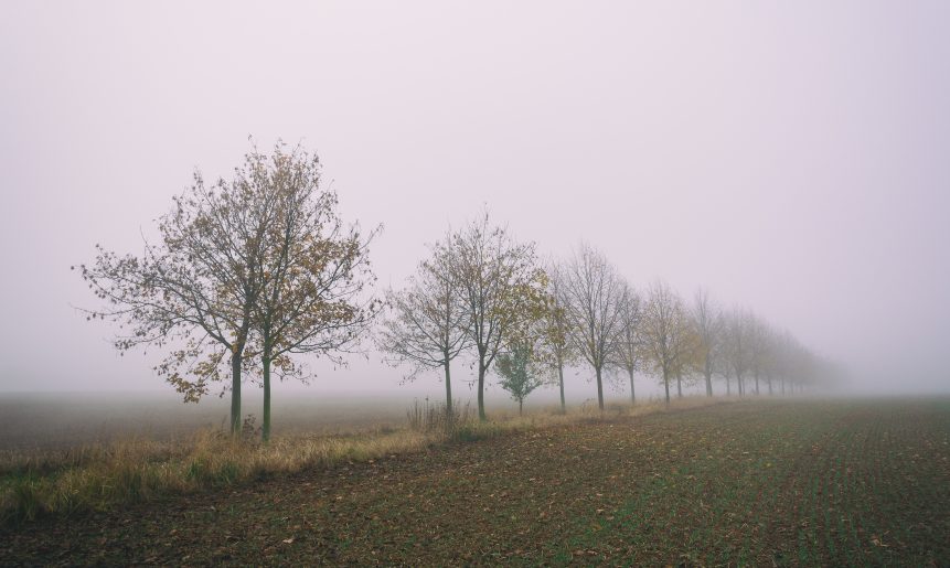 A row of trees disappearing in the fog