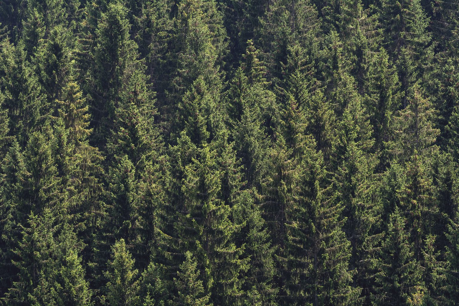 Forest Background | Copyright-free photo (by M. Vorel) | LibreShot