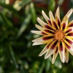 Gazania flower
