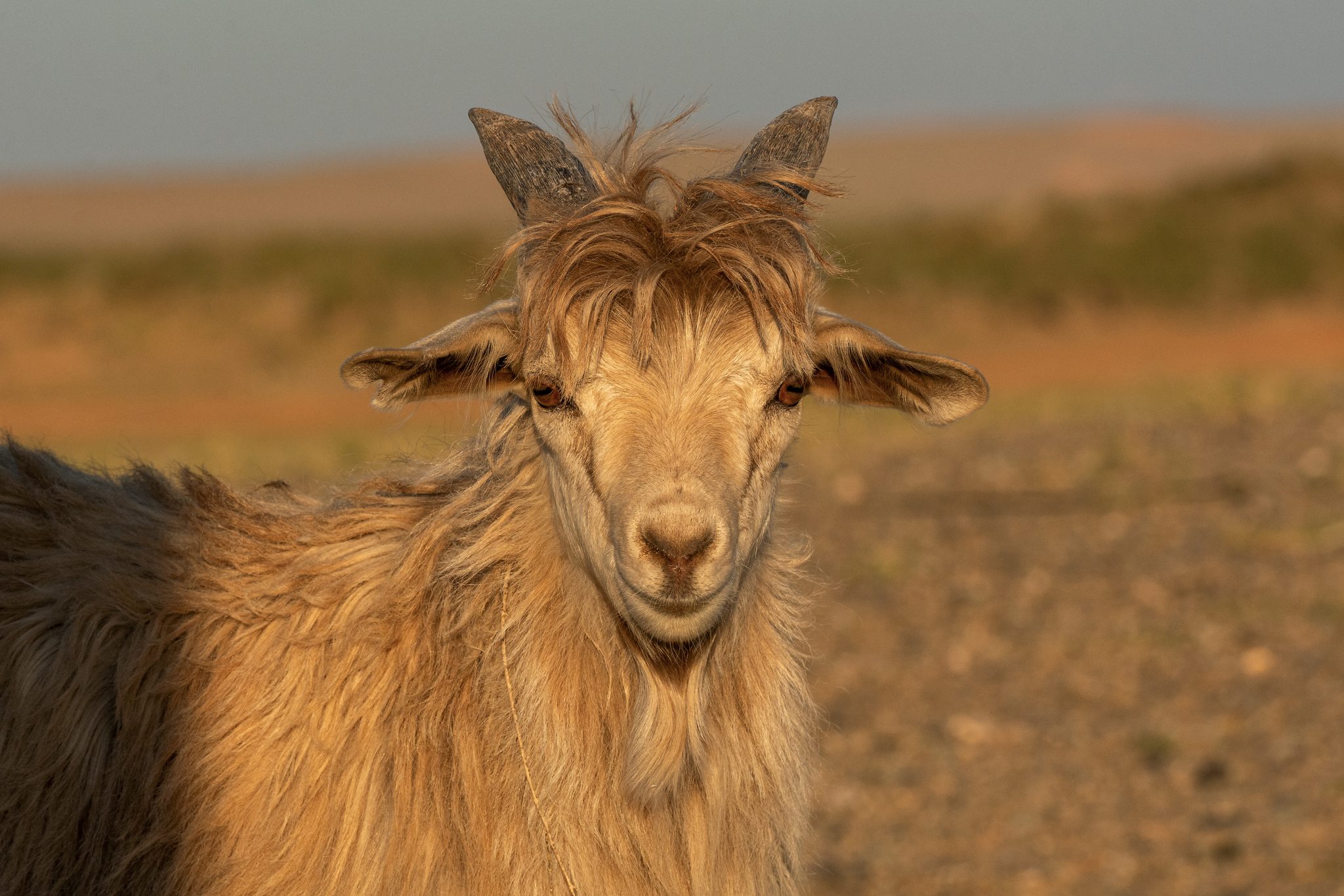 Portrait Of A White Goat | Copyright-free Photo (by M. Vorel) | LibreShot