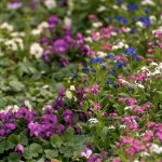 Garden Flowers Background