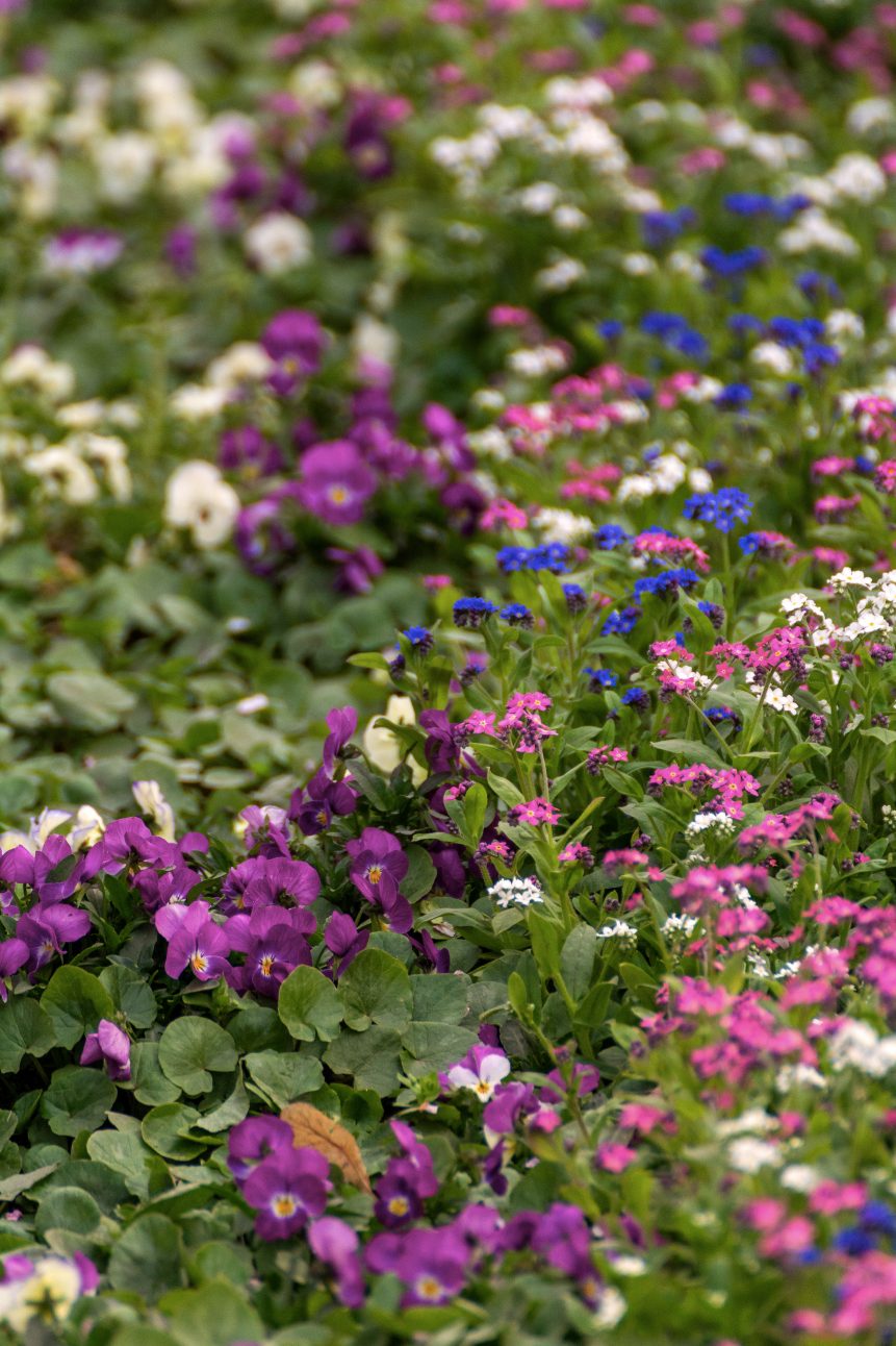 Garden Flowers Background