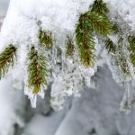 Snowy spruce needles