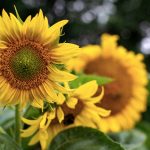Sunflowers Sunflowers