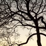 Tree branches silhouette