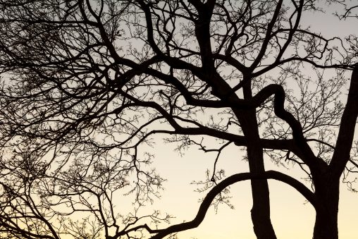 ງ່າໄມ້ຕົ້ນໄມ້ Silhouette