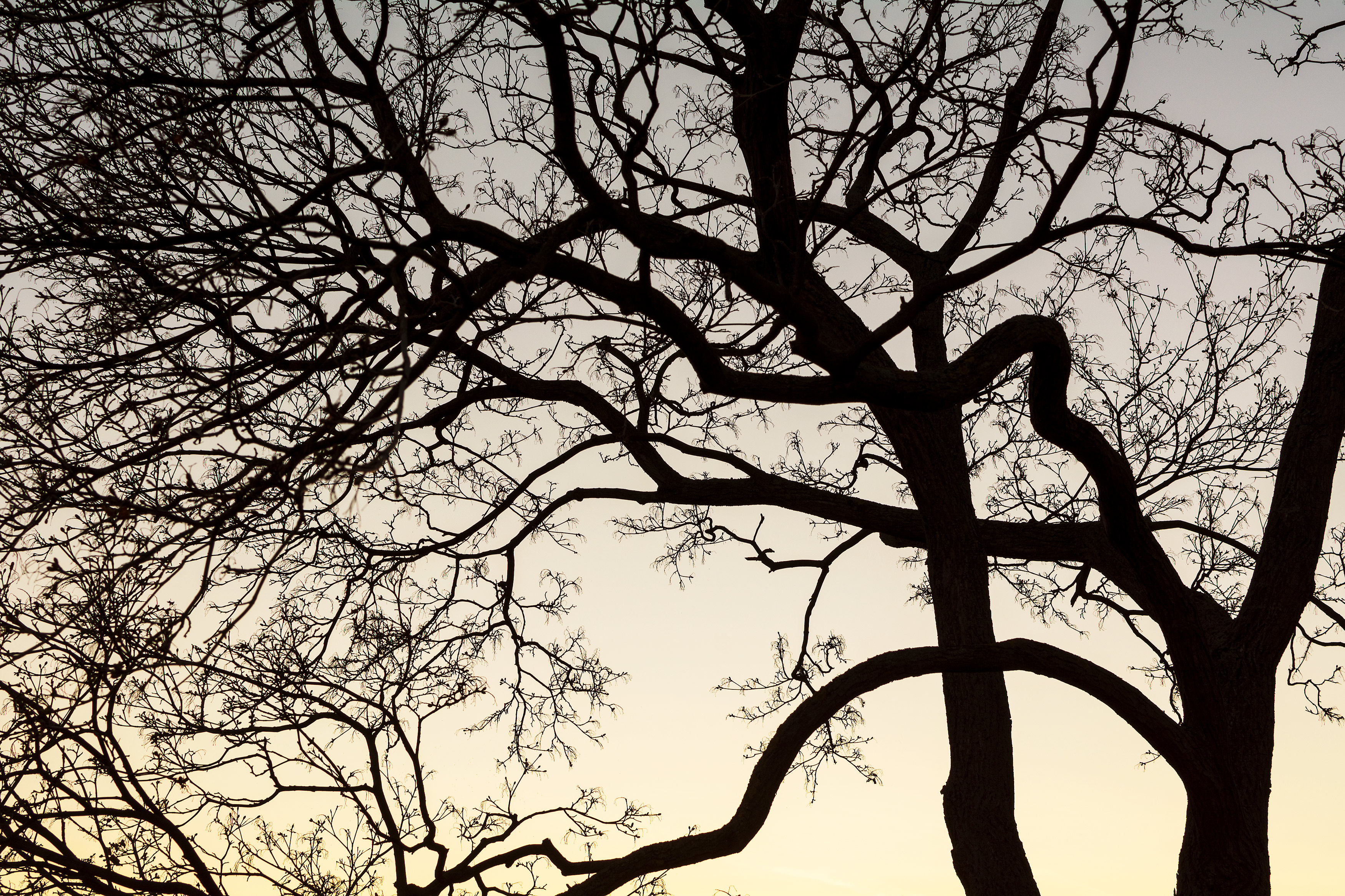 Tree Branches Silhouette Free Stock Photo Libreshot