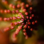 Flower spiral macro - Sedum reflexum