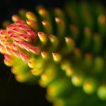 Beautiful Flower Close-up Beautiful flower close up
