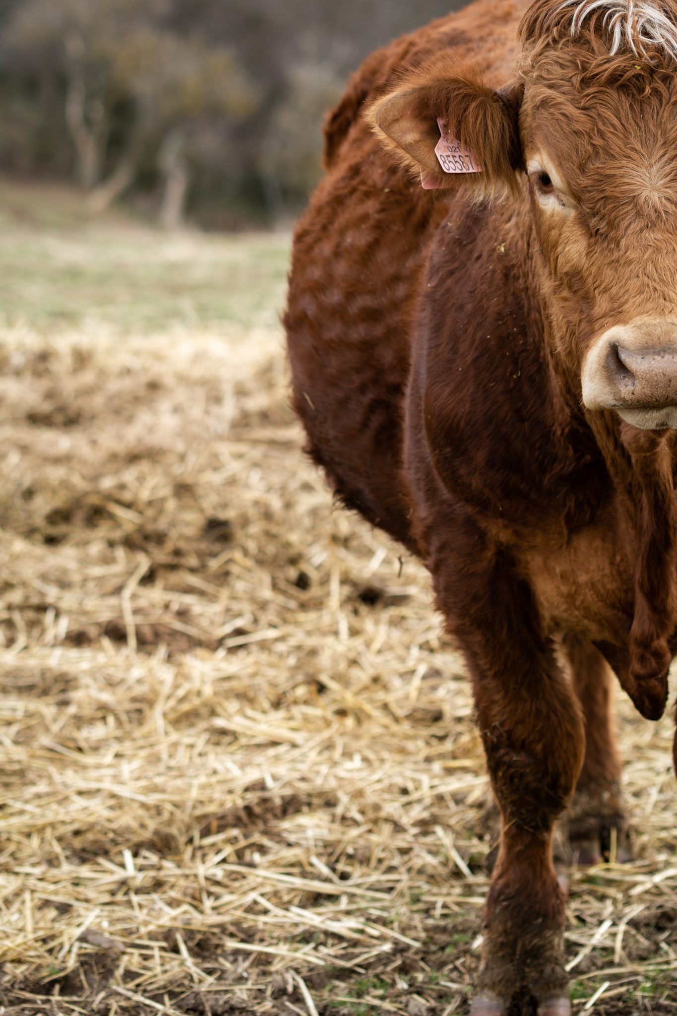 brown-cow-copyright-free-photo-by-m-vorel-libreshot